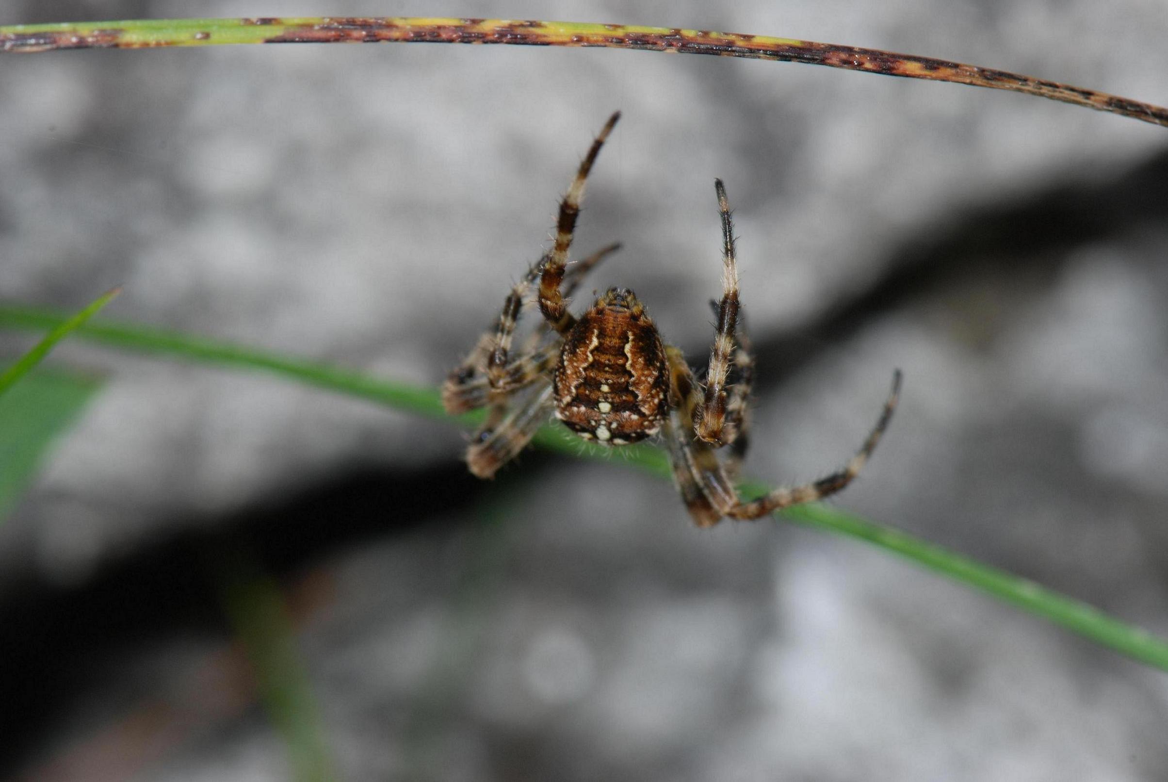 Riconoscere Araneus diadematus e Araneus decoratus